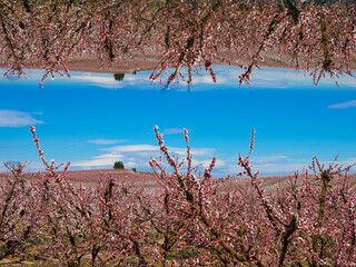 Abstract landscape of a peach field in spring