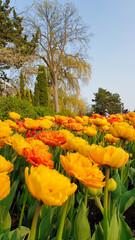 Yellow and orange Tulips with hedgerows and trees in vertical format at the Ottawa Tulip Festival...
