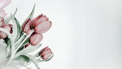 Bouquet of spring red tulips on a white background