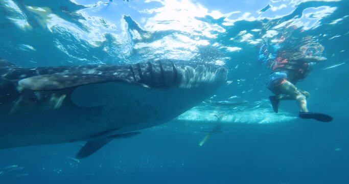 A close-up of whale shark swims towards the camera with wide open mouth. There are people swimming in front of the shark. Around the shark swims a large shoal of small fish. Oslob, Cebu, Philippines