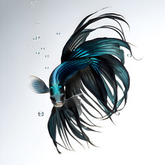 amazing bright azur color Betta fish with long tail and fins posing against white background. close up. Digital artwork.  Ai generated - 765176401