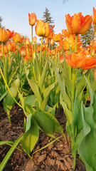 Pretty Sunset Orange and Yellow colored  Tulips in the evening sun in a vertical format at the...