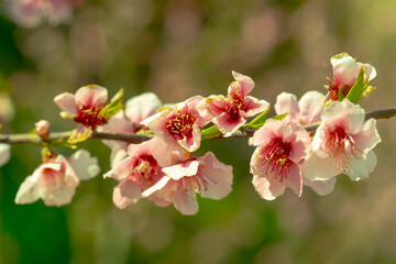 Fototapeta na wymiar Peach Pink Flowers on a Bokeh Background