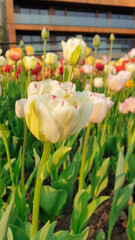A joyful scene of a buttercup cream colored Tulip with faint pink borders glowing in the late...