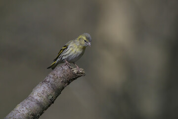 Female Siskin