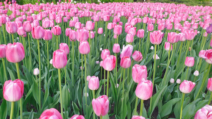 Pastel Pink  Tulips with white borders in a garden patch close up in a vertical format at the Ottawa Tulip Festival in Commissioners Park, Ottawa,Canada
