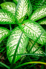 large leaves with grasses in garden