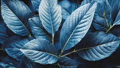 Close-up of blue leaves. Abstract natural backdrop.