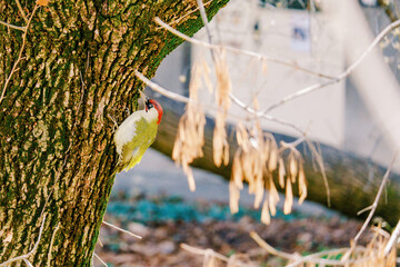 european green woodpecker perching in a tree