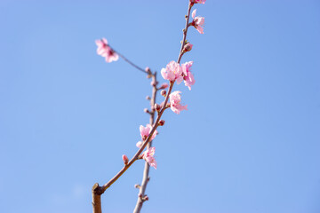 Peach Pink Flowers on a Bokeh Background