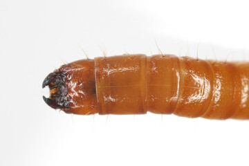 Wireworm Agriotes sp a click beetle larva. Wireworms are  important pests that feed on plant roots....