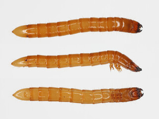 Wireworm Agriotes sp a click beetle larva. Wireworms are  important pests that feed on plant roots.  View from different sides.