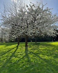 Blooming tree and the sun shining through