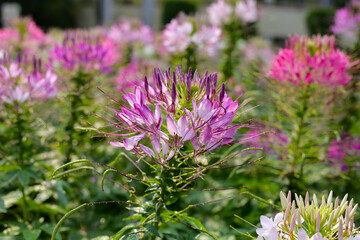 Cleome spinosa flower in the park