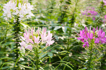 Cleome spinosa flower in the park