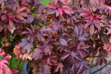 Hibiscus acetosella plant in the garden