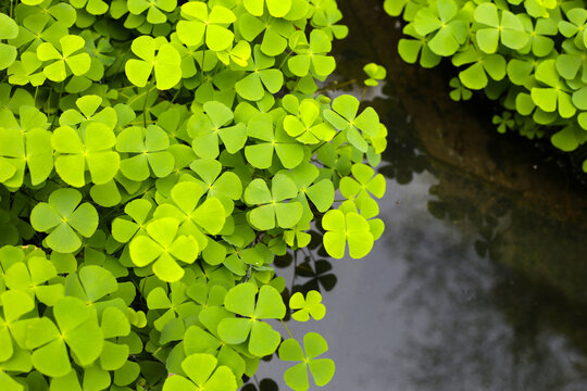 Marsilea crenata water plant in pond. Beautiful green leaves