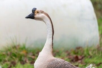 Portrait of a Chinese goose (anser cygnoides domesticus)