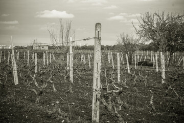 Fototapeta premium impianto uva da vino