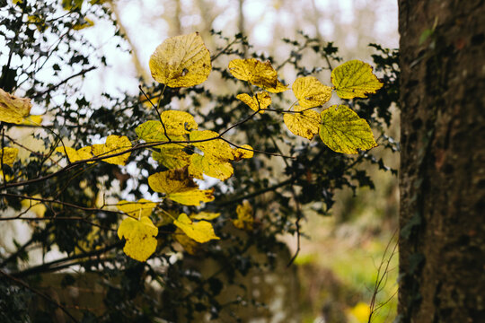 Damaged autumnal leaves highlighted by sunlight