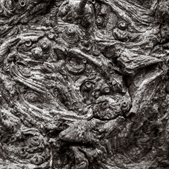 Tree bark texture closeup