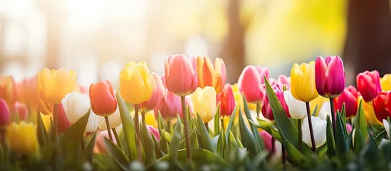 Fotobehang A field of vibrant tulips with sunlight peeking through trees © Ilgun