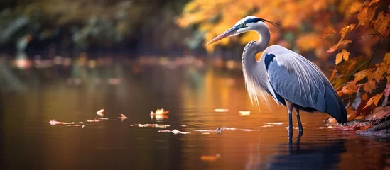 Foto op Canvas Heron standing in water with open beak © Ilgun
