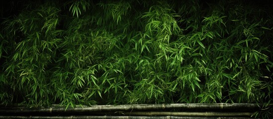 Bamboo grove in dim light - Powered by Adobe