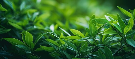 Close-up of lush green plant leaves