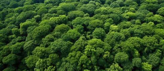 Green forest with lush trees