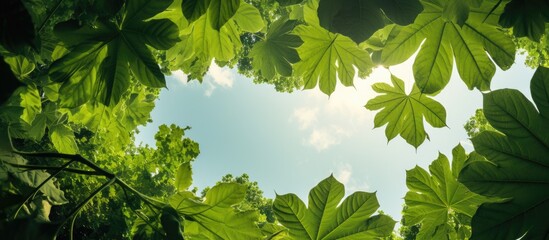 Looking through lush green leaves at the sky