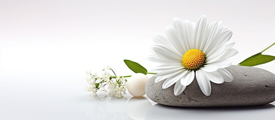 Fototapeta na wymiar White flower on rock near daisy and Zen stone