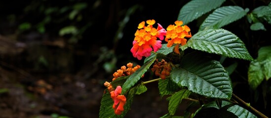 Close-up of a lush flower surrounded by numerous leaves