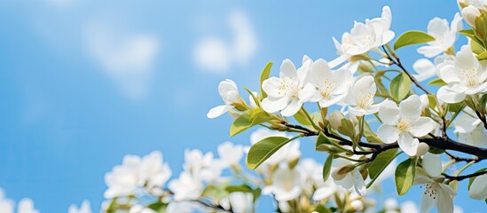 White flower tree branch blue sky