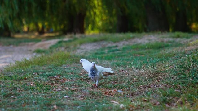 Two white pigeons walk by the grass. Birds looking for food and somebody throws the bread crumbs.