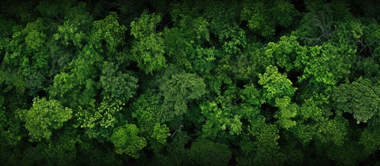 Naklejka premium A lush forest with numerous trees