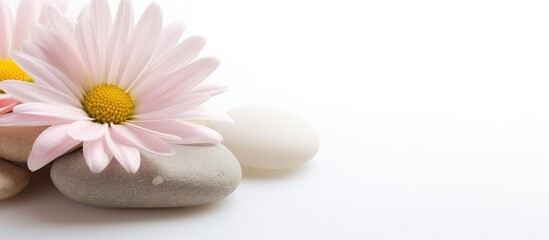 Pink and white flowers on two stones, one pink