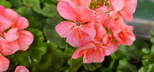 Pelargonium in the garden. geranium flowers in summer garden. Bright pelargonium
