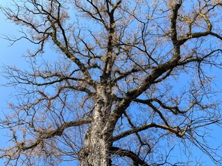 tree branches against sky
