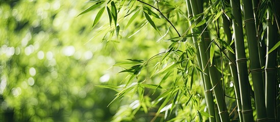 Bamboo tree close up with lush green leaves