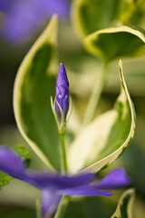 Bourgeon fleur mauve croissance printemps