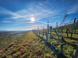 Obraz premium vineyard in autumn