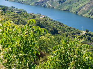 Vistas de las hojas verdes de los viñedos cultivados a orillas del río Sil en la Ribera Sacra de Lugo, con el río azul al fondo en Galicia, España, verano de 2021