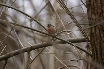 rare bird in the branches of a tree