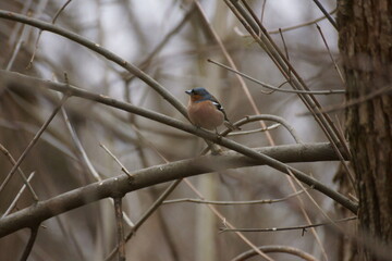 rare bird in the branches of a bush