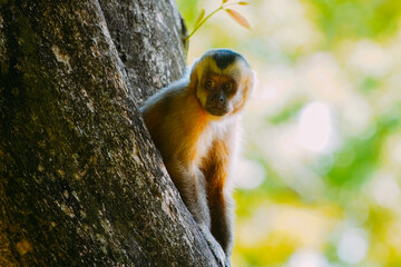 Capuchin monkey is seen in the tree, in the municipal resort, in Bonito, in Mato Grosso do Sul - obrazy, fototapety, plakaty