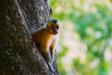 Capuchin monkey is seen in the tree, in the municipal resort, in Bonito, in Mato Grosso do Sul
