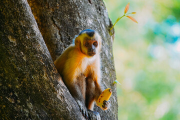 Capuchin monkey is seen in the tree, in the municipal resort, in Bonito, in Mato Grosso do Sul. The city is one of the main ecotourism destinations in Brazil