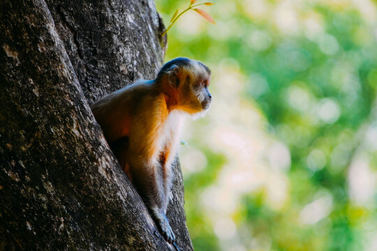 Capuchin monkey is seen in the tree, in the municipal resort, in Bonito, in Mato Grosso do Sul. The city is one of the main ecotourism destinations in Brazil