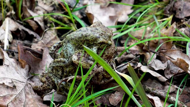 copulation of a toad slowmotion 4K